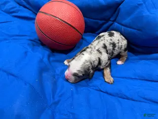 Bernedoodle dogs for sale: Bernedoodle Puppy 1 - Ad 3