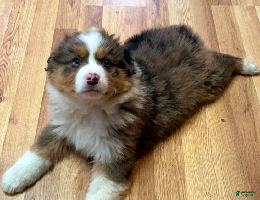 Australian Shepherd dogs Jackson - Ad 21