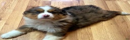 Australian Shepherd dogs for sale: Jackson - Ad 1