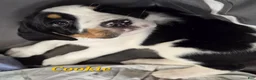 Mixed Breed dogs for sale: Cookie - Ad 1