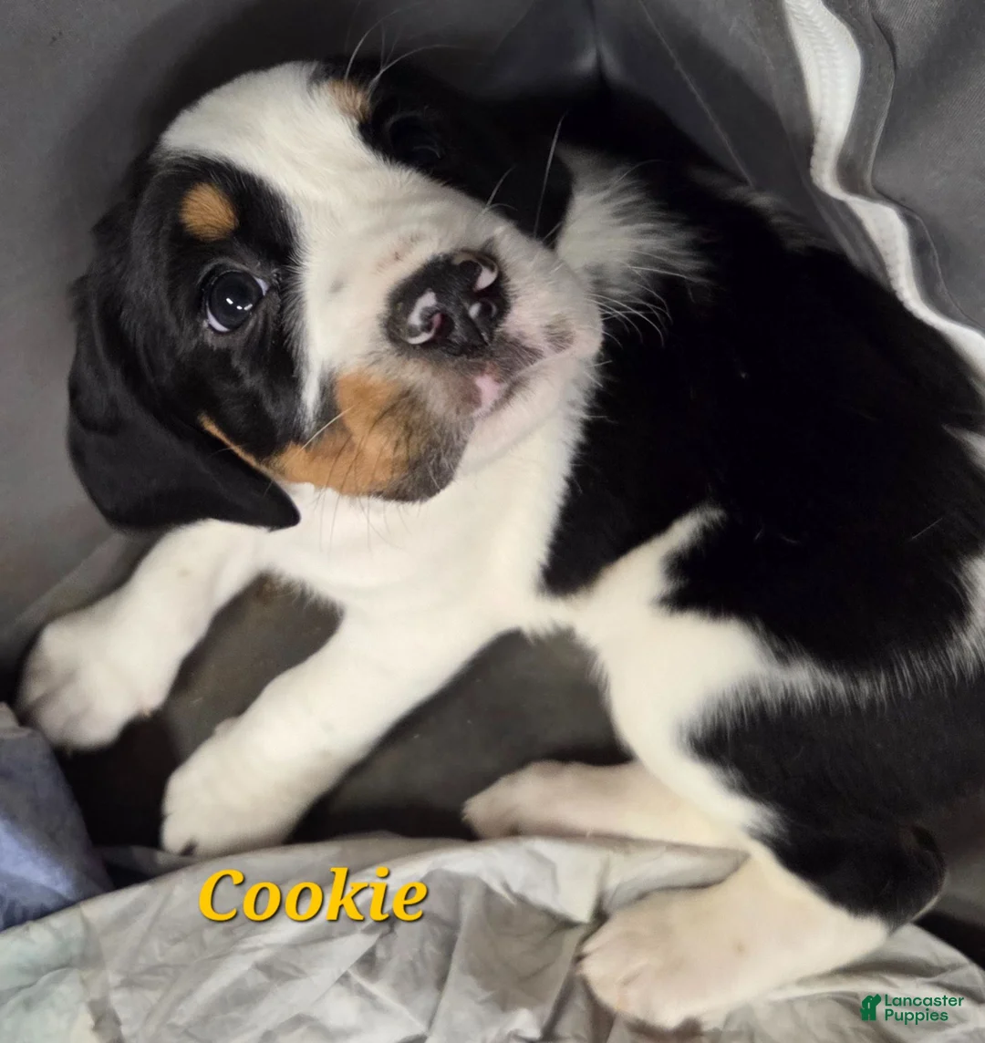 Mixed Breed dogs for sale: Cookie - Ad 1