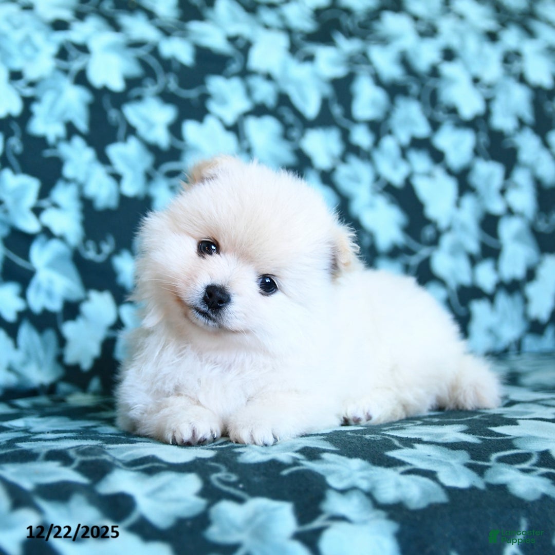 Pomeranian dogs for sale: Snowball - Ad 1