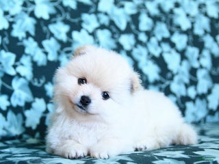 Pomeranian dogs Snowball - Ad 3