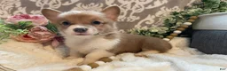 Welsh Corgi Pembroke dogs for sale: Sasha - Ad 7