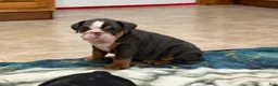 English Bulldog dogs for sale: Duke - Ad 5