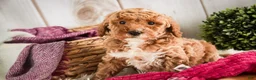 Miniature Poodle dogs for sale: Jocelyn - Ad 6