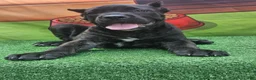 Cane Corso dogs for sale: SKY - Ad 8