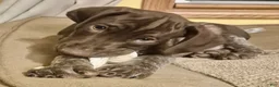 German Shorthaired Pointer dogs for sale: 3 German Shorthaired Pointer puppies  - Ad 2