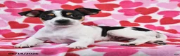 Chihuahua dogs for sale: Trooper - Ad 3