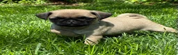 Pug dogs for sale: Bella - Ad 4