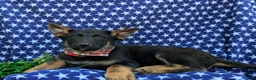 German Shepherd dogs for sale: Powell - Ad 6