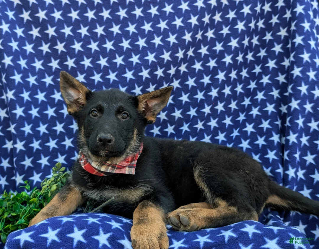 German Shepherd dogs for sale: Powell - Ad 6