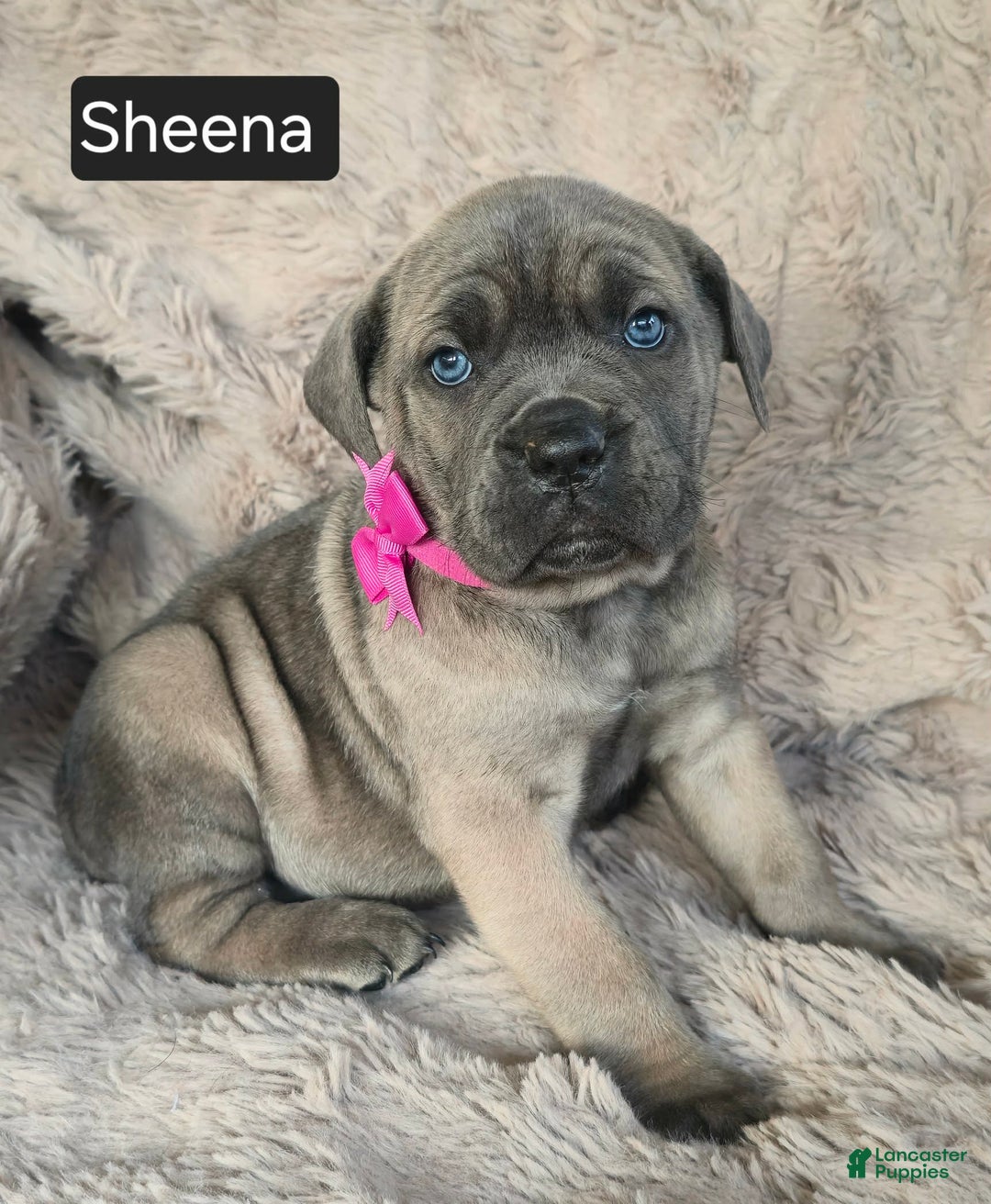 Cane Corso dogs for sale: Sheena - Ad 1