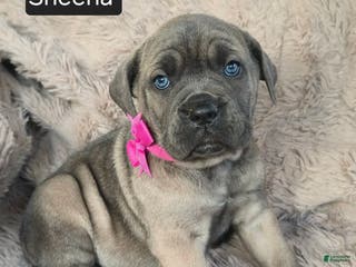 Cane Corso dogs Sheena - Ad 36