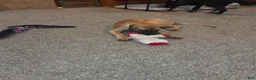 Great Dane dogs for sale: Great Dane 3 fawn - Ad 3