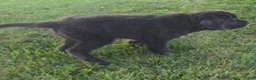Newfoundland dogs for sale: Ashley - Ad 7