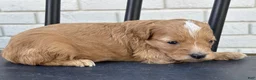 Mini Goldendoodle dogs for sale: Ricotta - Ad 3