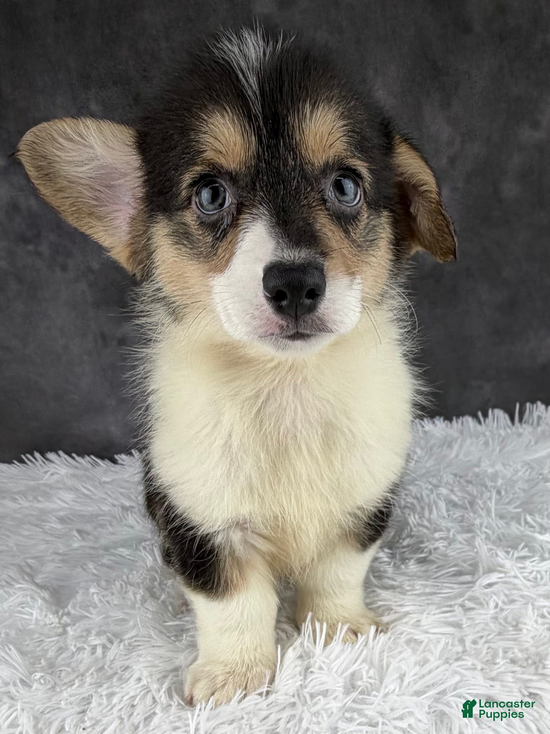 Welsh Corgi Pembroke dogs Charlie tailed baby - Ad 2