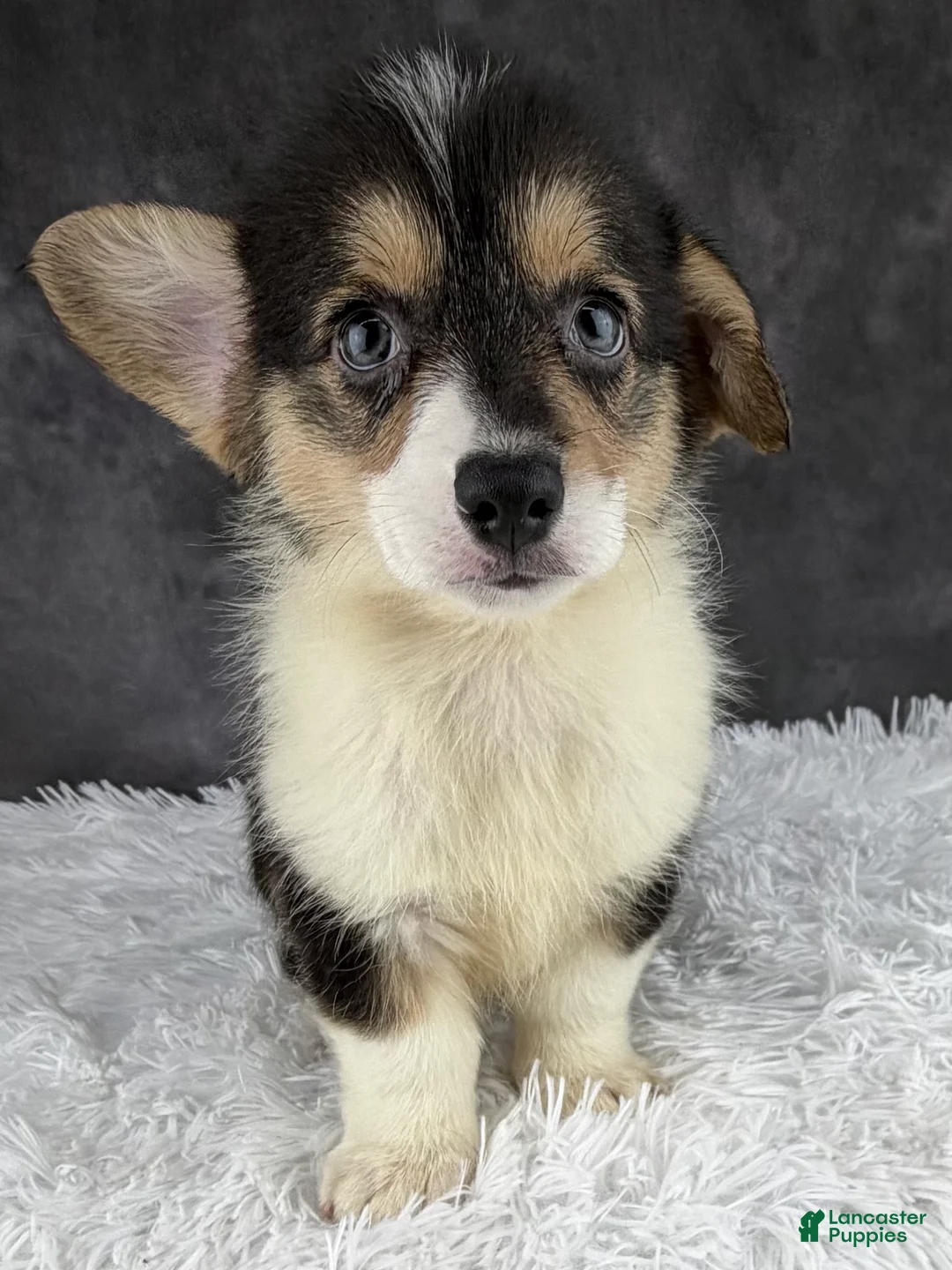 Welsh Corgi Pembroke dogs for sale: Charlie tailed baby - Ad 2