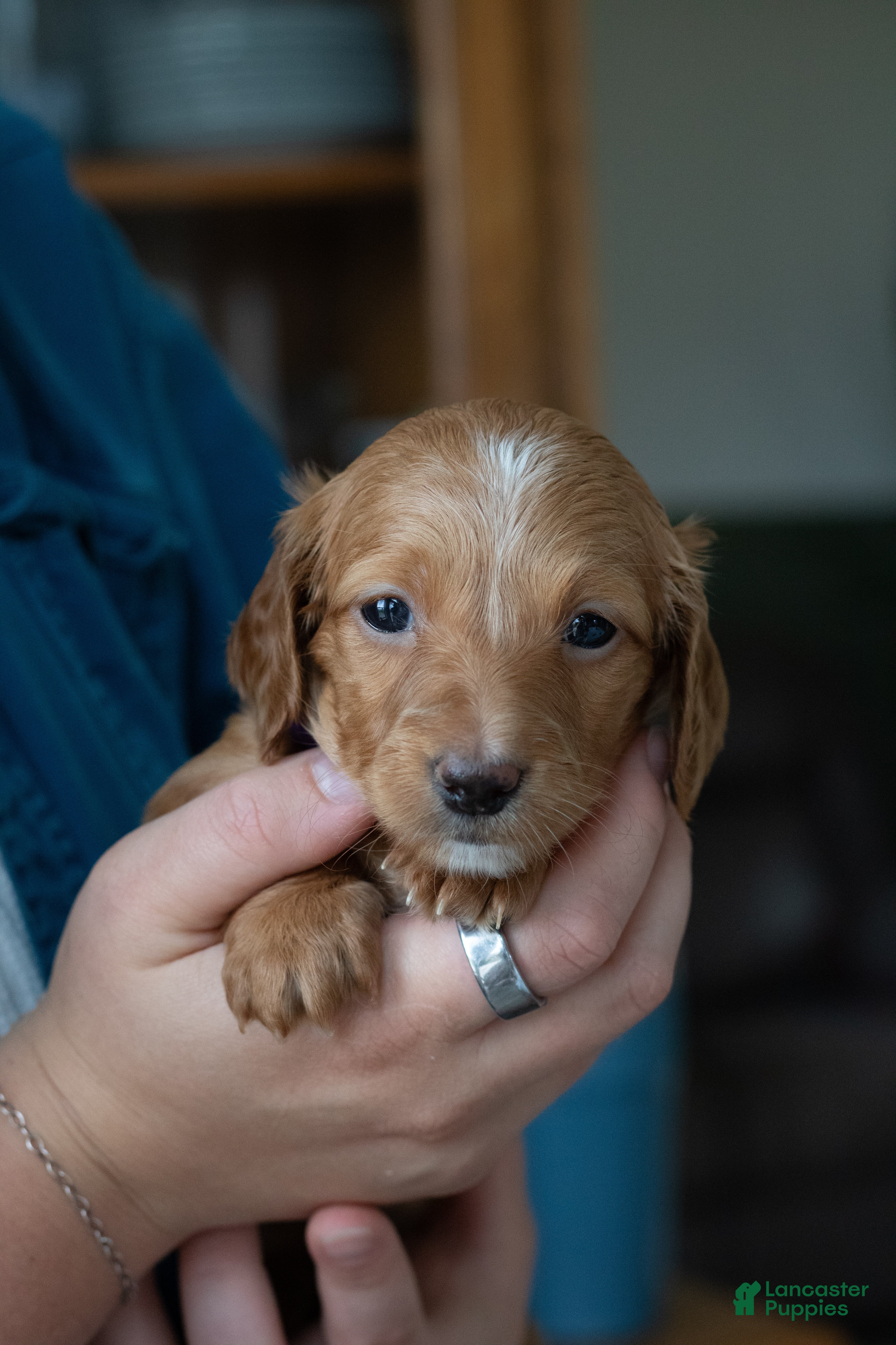 Miniature Dachshund dogs for sale: Beatrice  - Ad 3