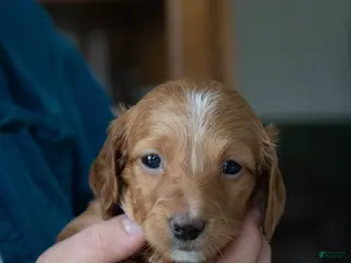 Miniature Dachshund dogs for sale: Beatrice - Ad 3