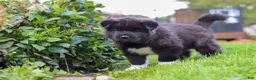 Akita dogs for sale: Bear - Ad 4