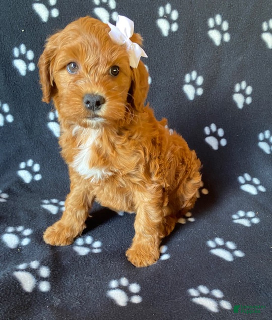Mini Goldendoodle dogs for sale: Lexi - Ad 3
