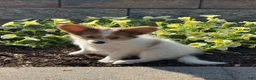 Papillon dogs for sale: Rosie - Ad 3