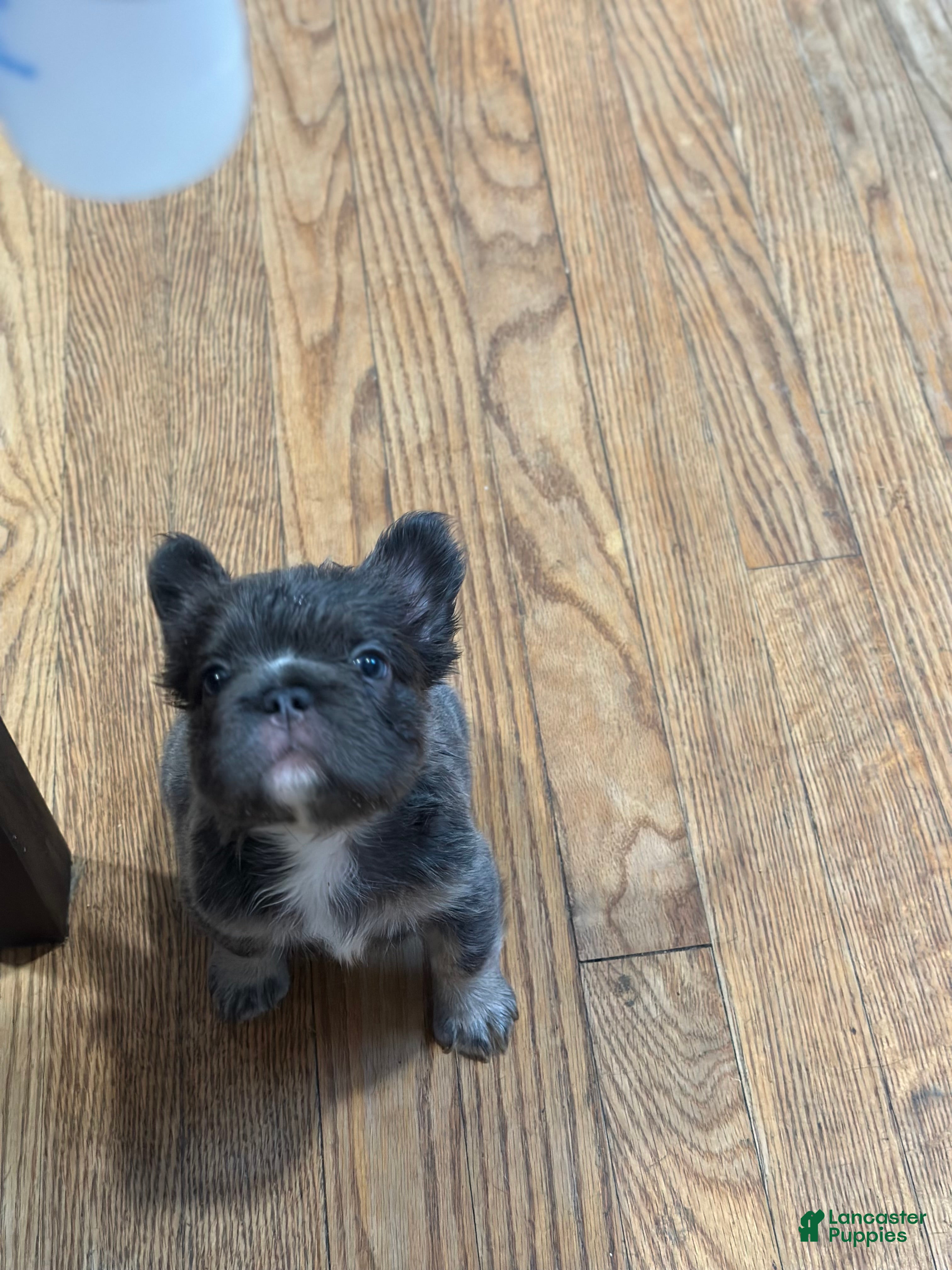 French Bulldog dogs for sale: French Bulldog 2 - Ad 1