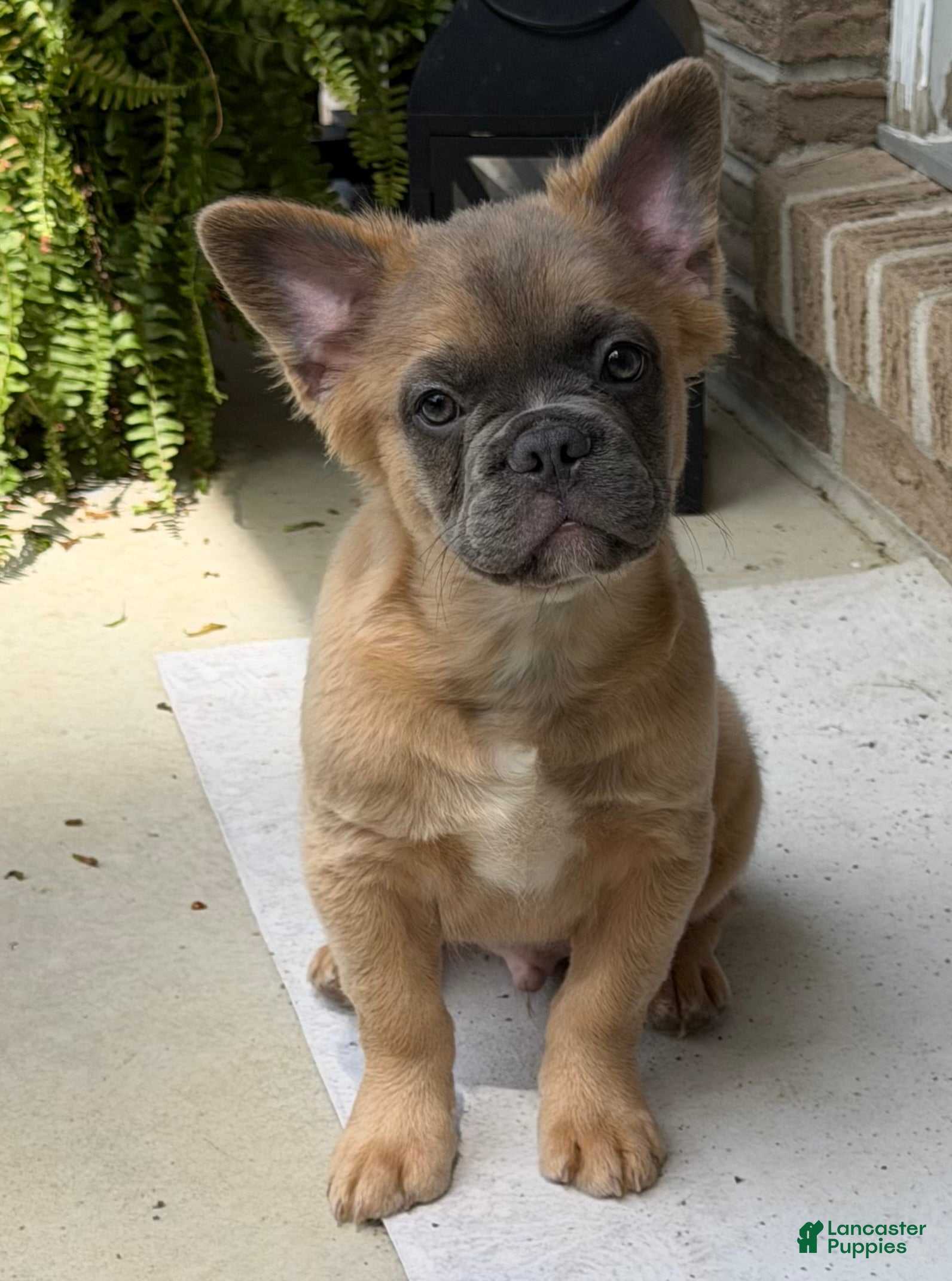 French Bulldog dogs Ash - Ad 2