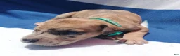 Great Dane dogs for sale: Great Dane - Turquoise Collar - Fawn Merle (Scooby Doo) - Ad 5