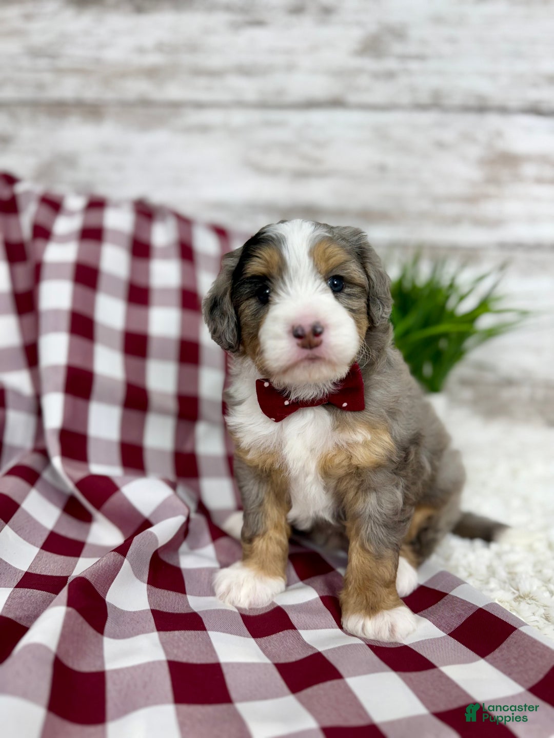 Mini Bernedoodle dogs for sale: Vince - Ad 1