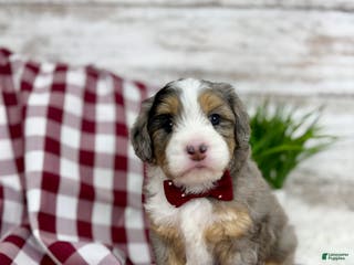 Mini Bernedoodle dogs Vince - Ad 2