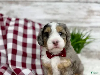 Mini Bernedoodle dogs Vince - Ad 3