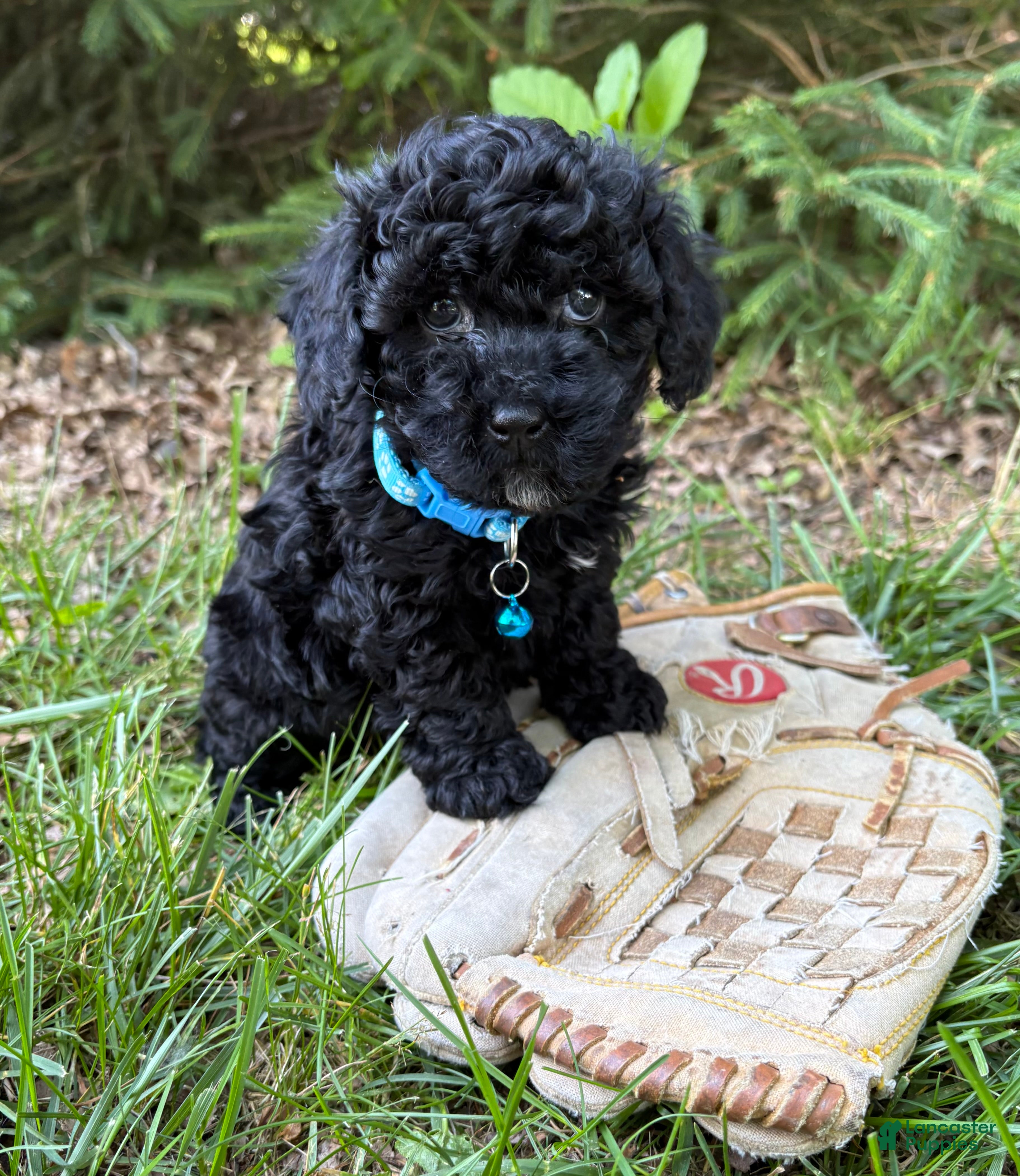 Havapoo dogs Austin - Ad 2