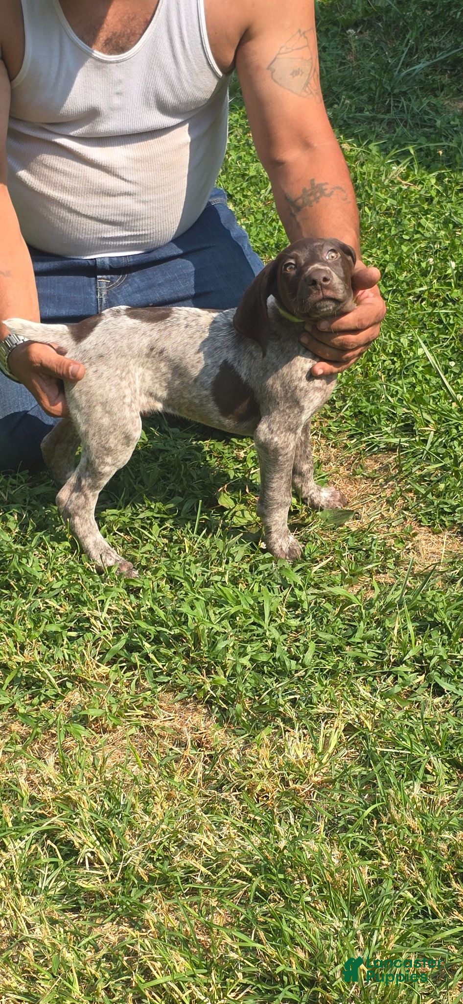 German Shorthaired Pointer dogs German Shorthaired Pointer 6 - Ad 39