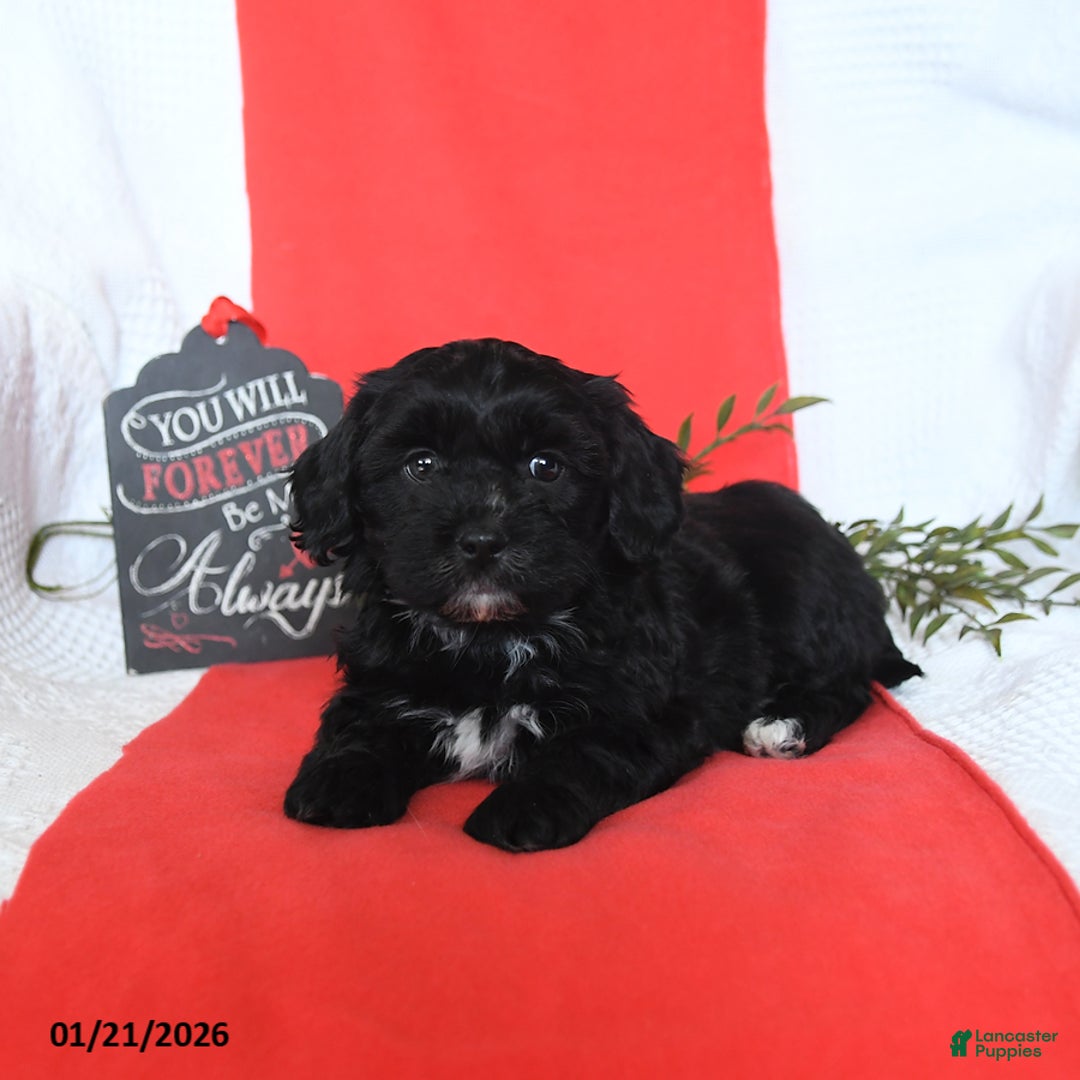 Shihpoo dogs for sale: Duncan - Ad 2