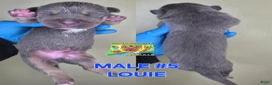 LOUIE