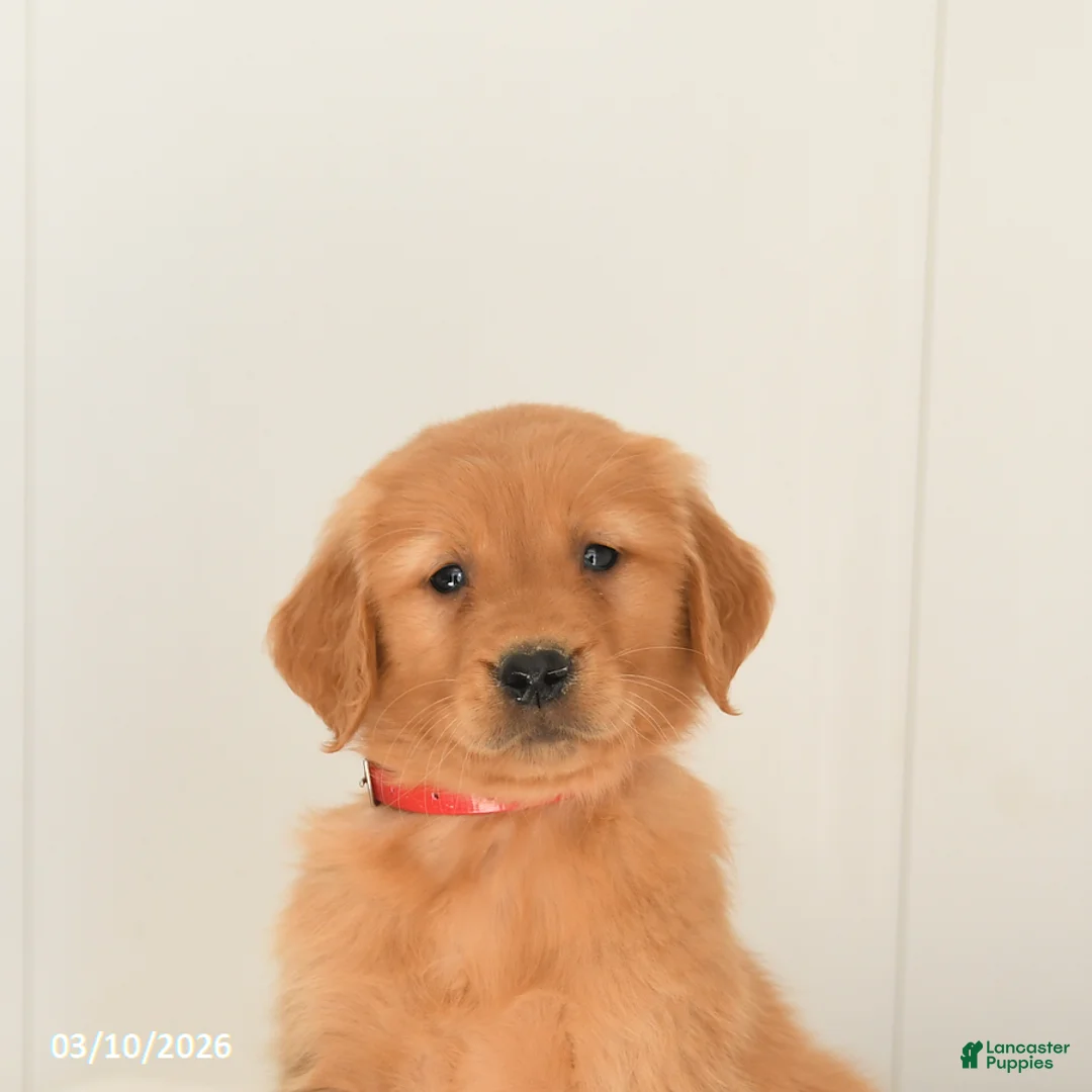 Golden Retriever dogs for sale: Malcolm - Ad 5