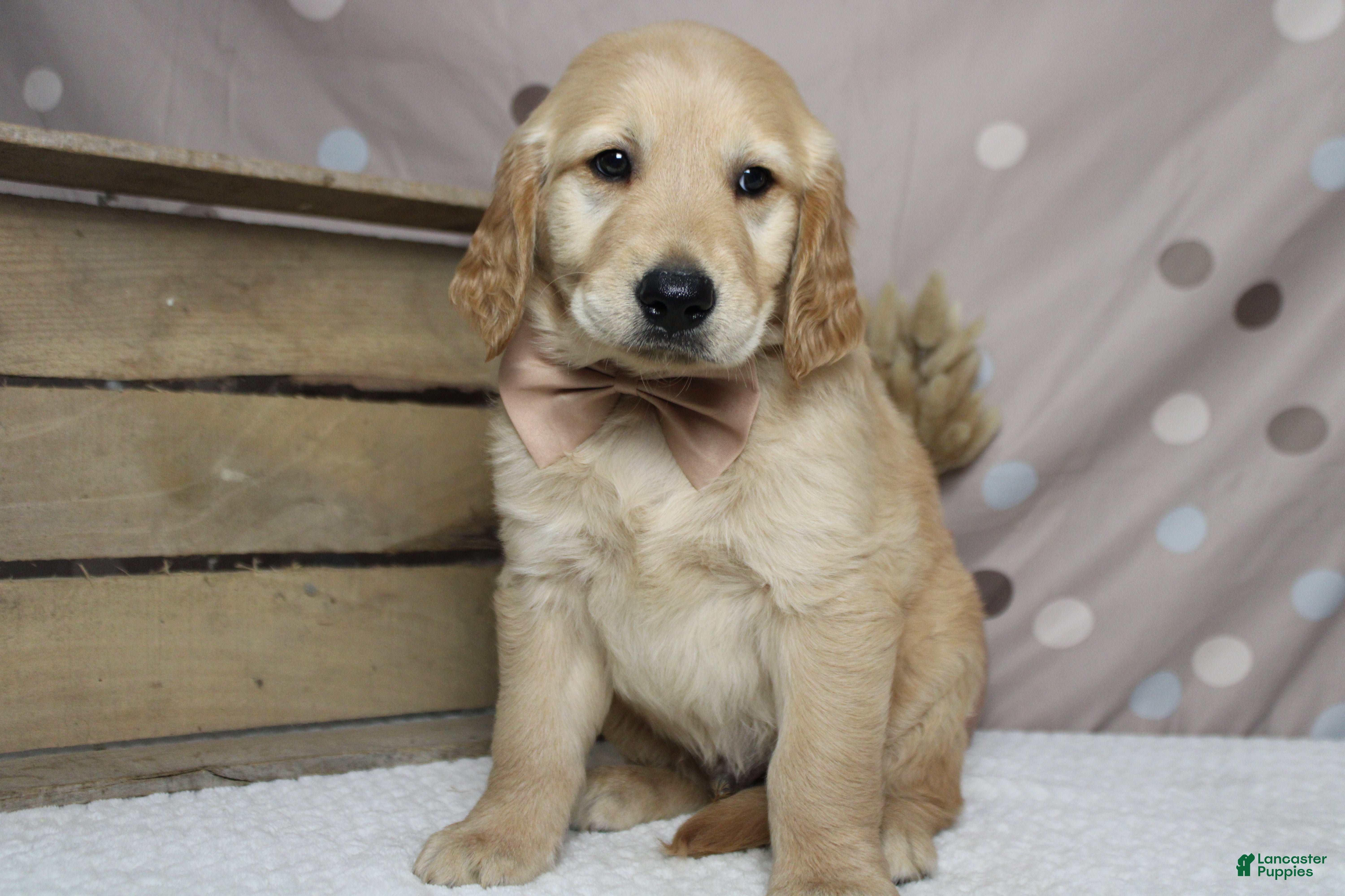 Golden Retriever dogs Babka - Ad 8