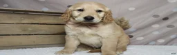 Golden Retriever dogs for sale: Babka - Ad 1