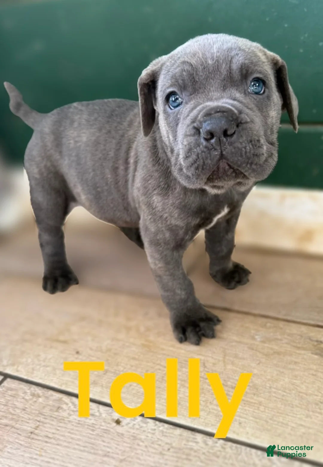 Cane Corso dogs for sale: Tally - Ad 1