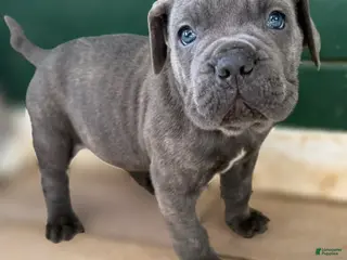 Cane Corso dogs Tally - Ad 9