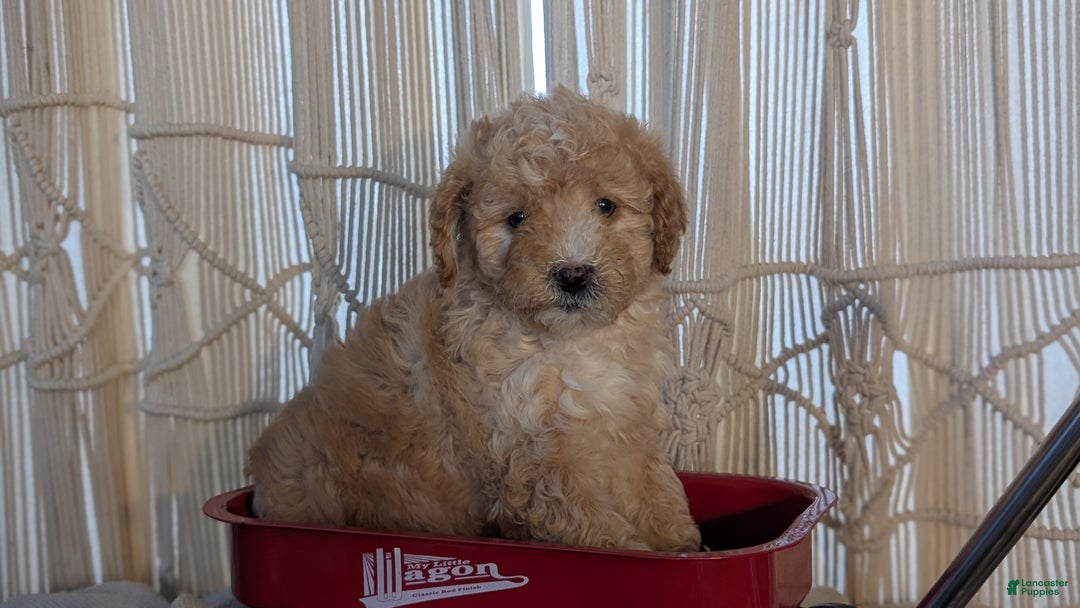 Cavapoo dogs for sale: Asher - Ad 5