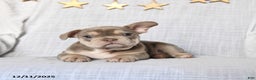 Frenchton dogs for sale: Jolly - Ad 3