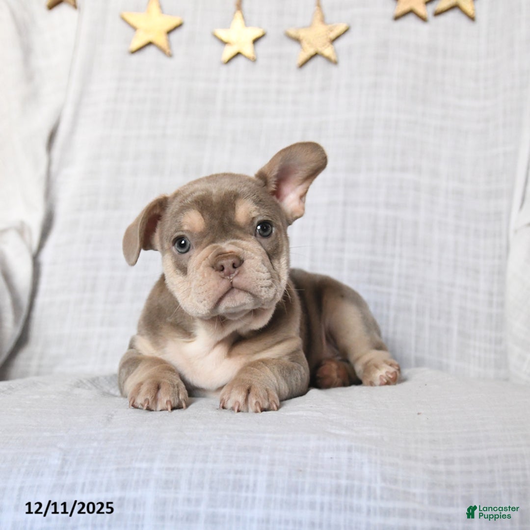 Frenchton dogs for sale: Jolly - Ad 3