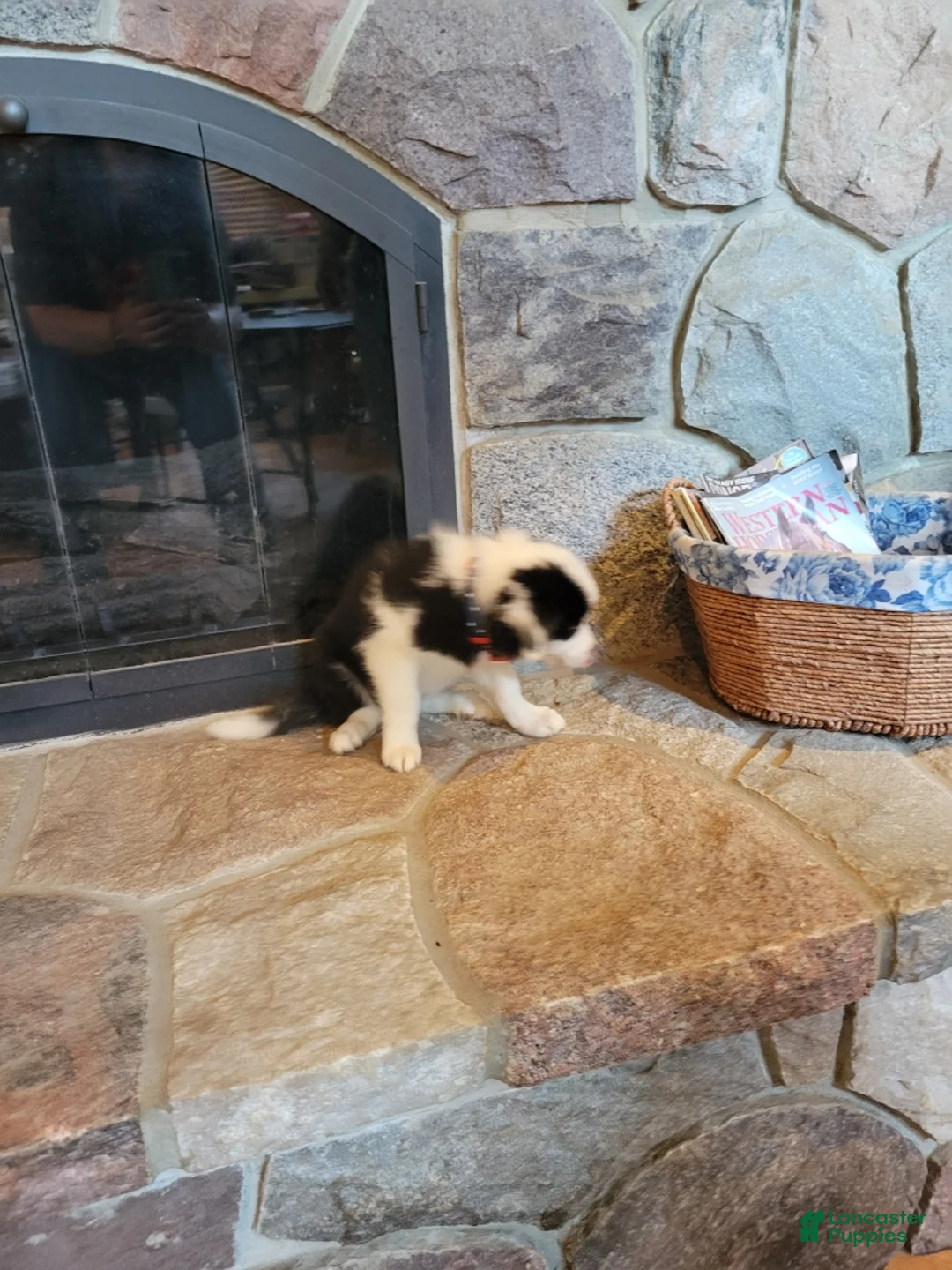 Border Collie dogs for sale: Lilly - Ad 3