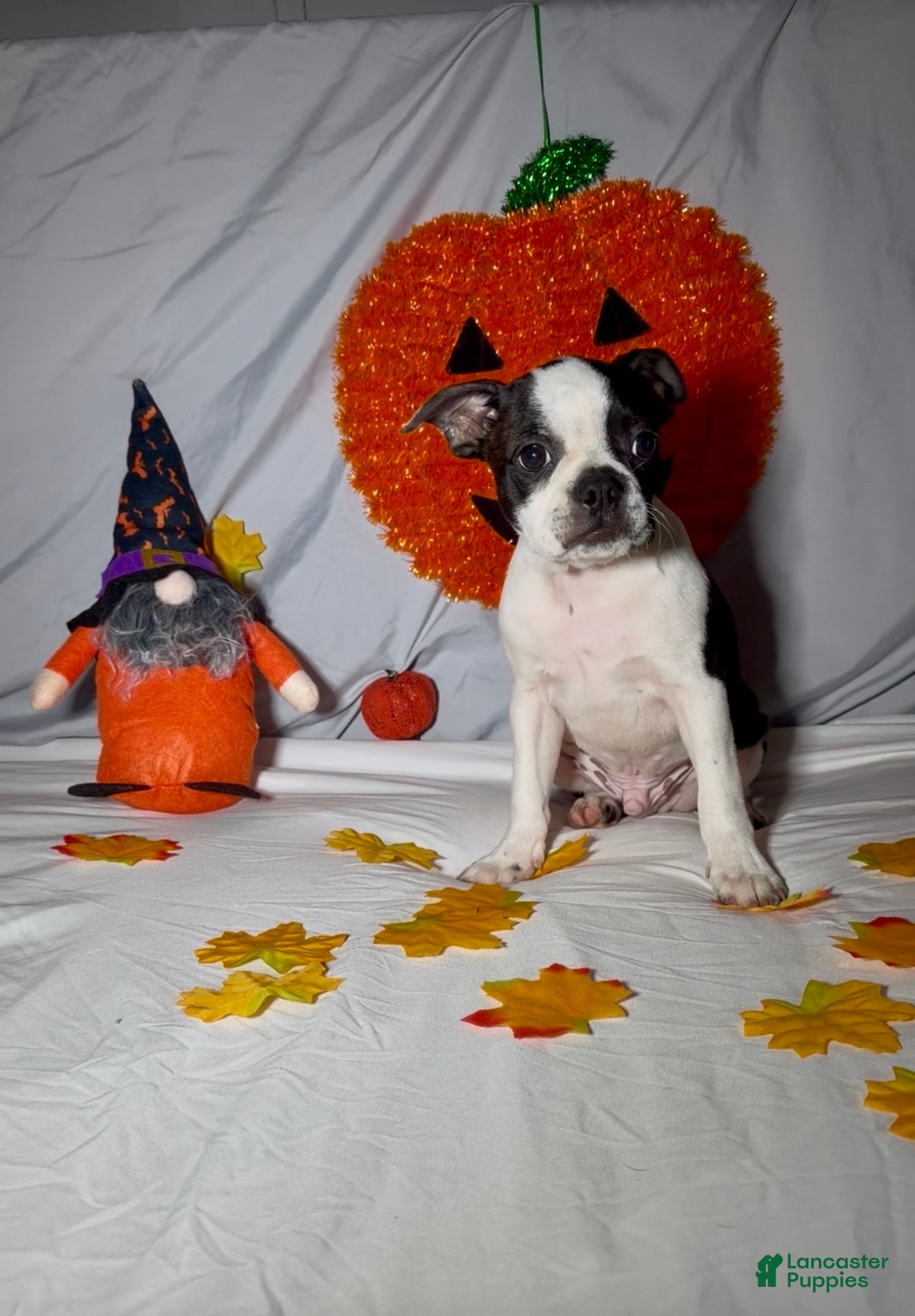 Boston Terrier dogs Frankie - Ad 2