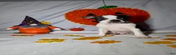 Boston Terrier dogs for sale: Frankie - Ad 2