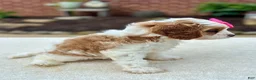 Cavapoo dogs for sale: Cavapoo 2 - Ad 6